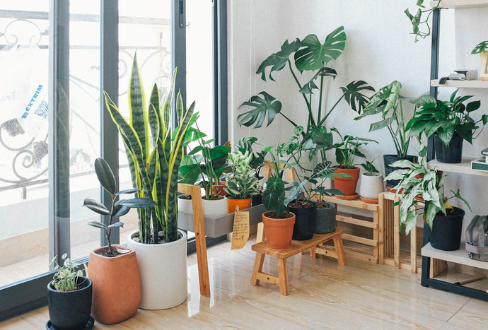 The Benefits of Indoor Plants