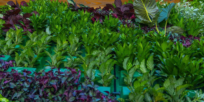 Maintenance Guide: How to Best Keep Your Vertical Garden Looking Top Notch