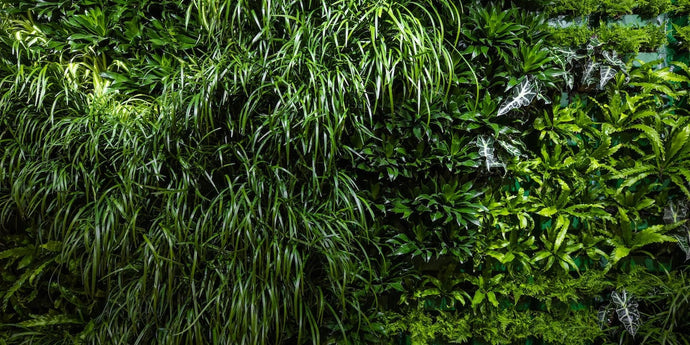 How to Design and Accessorize Your Green Wall