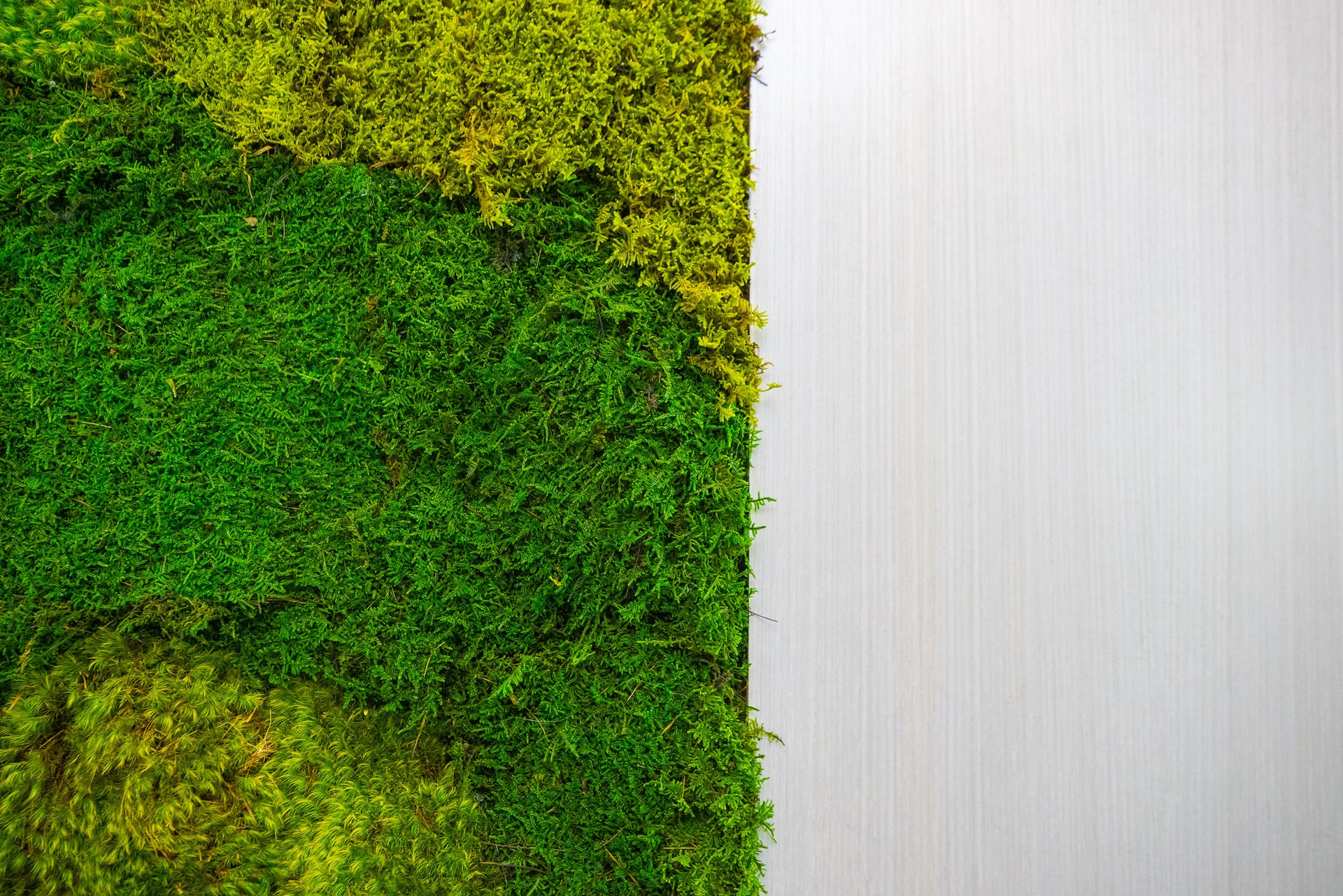 Moss Walls