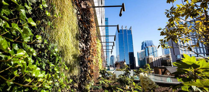 Andromeda Creates the Largest Greenwall Installation