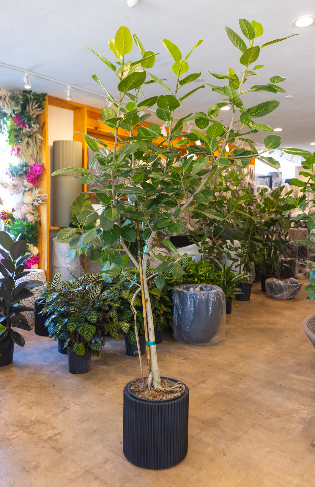 Ficus Audrey + Ribbed Series Planter