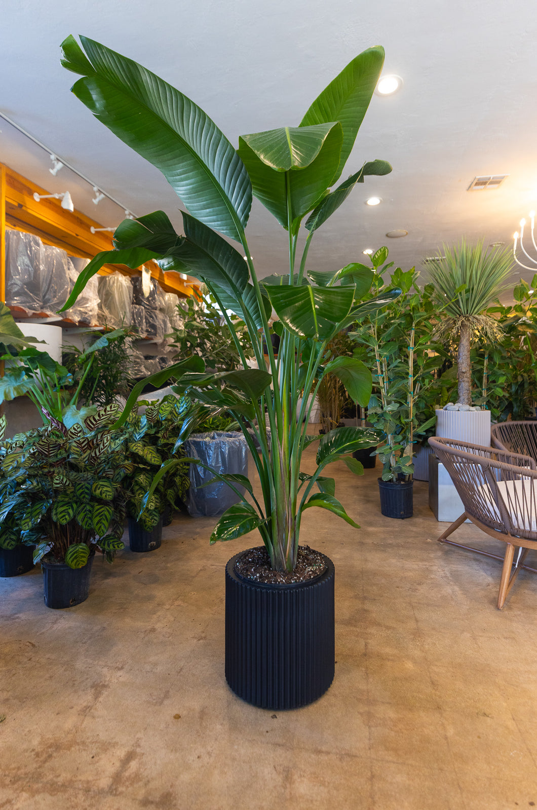 Birds of Paradise + Ribbed Series Planter