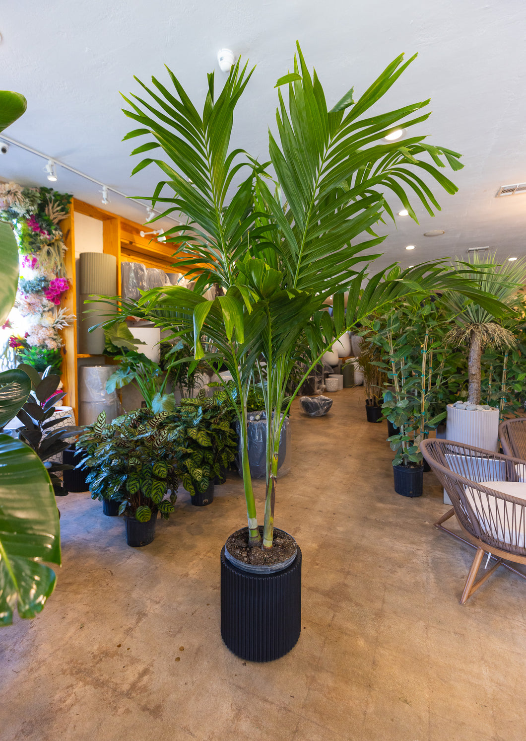 Adonidia Palm + Ribbed Series Planter